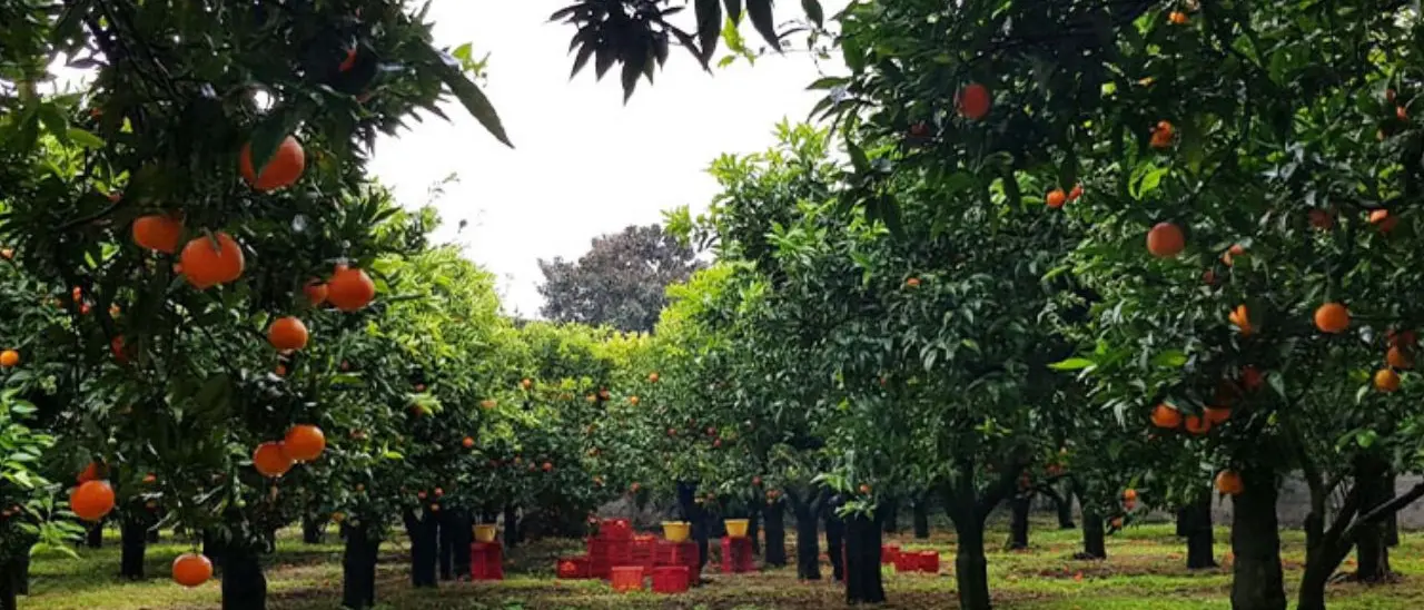 In Calabria lo Stato si fa presenza concreta contro la mafia, la coop Valle del Marro esempio di una terra che non si arrende\n