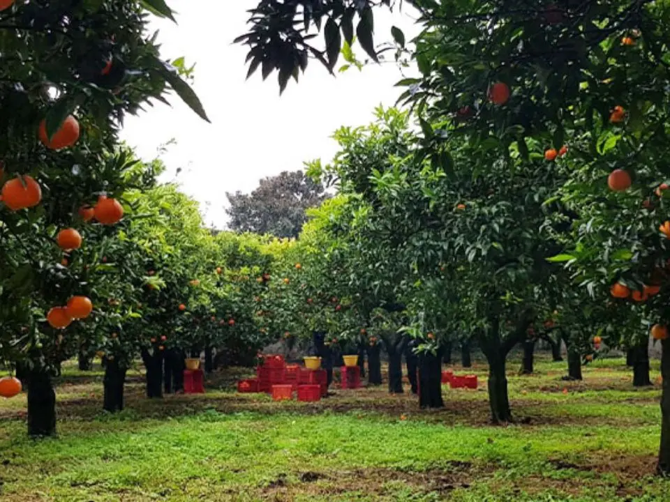 In Calabria lo Stato si fa presenza concreta contro la mafia, la coop Valle del Marro esempio di una terra che non si arrende