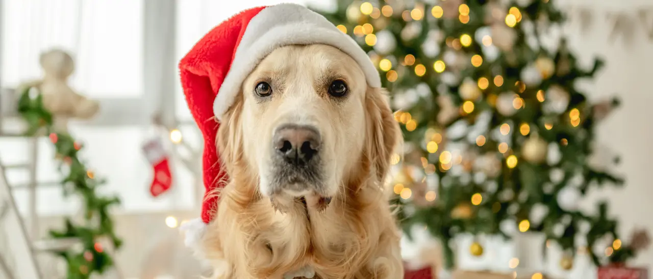 Vibo, l’appello dell’Associazione Argo: «Botti? No, grazie. Proteggiamo animali e persone fragili»\n