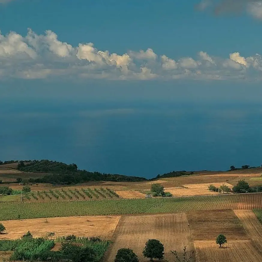 Cantine Odoardi, la precisazione del consorzio Scavigno: «Dissequestrato un terreno, vincolato alle attività consortili»