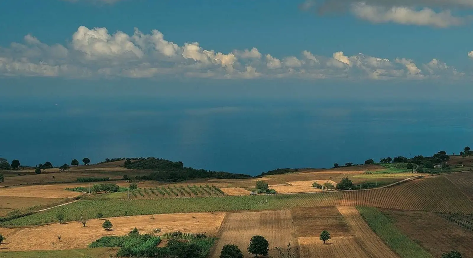 Cantine Odoardi, la precisazione del consorzio Scavigno: «Dissequestrato un terreno, vincolato alle attività consortili»\n