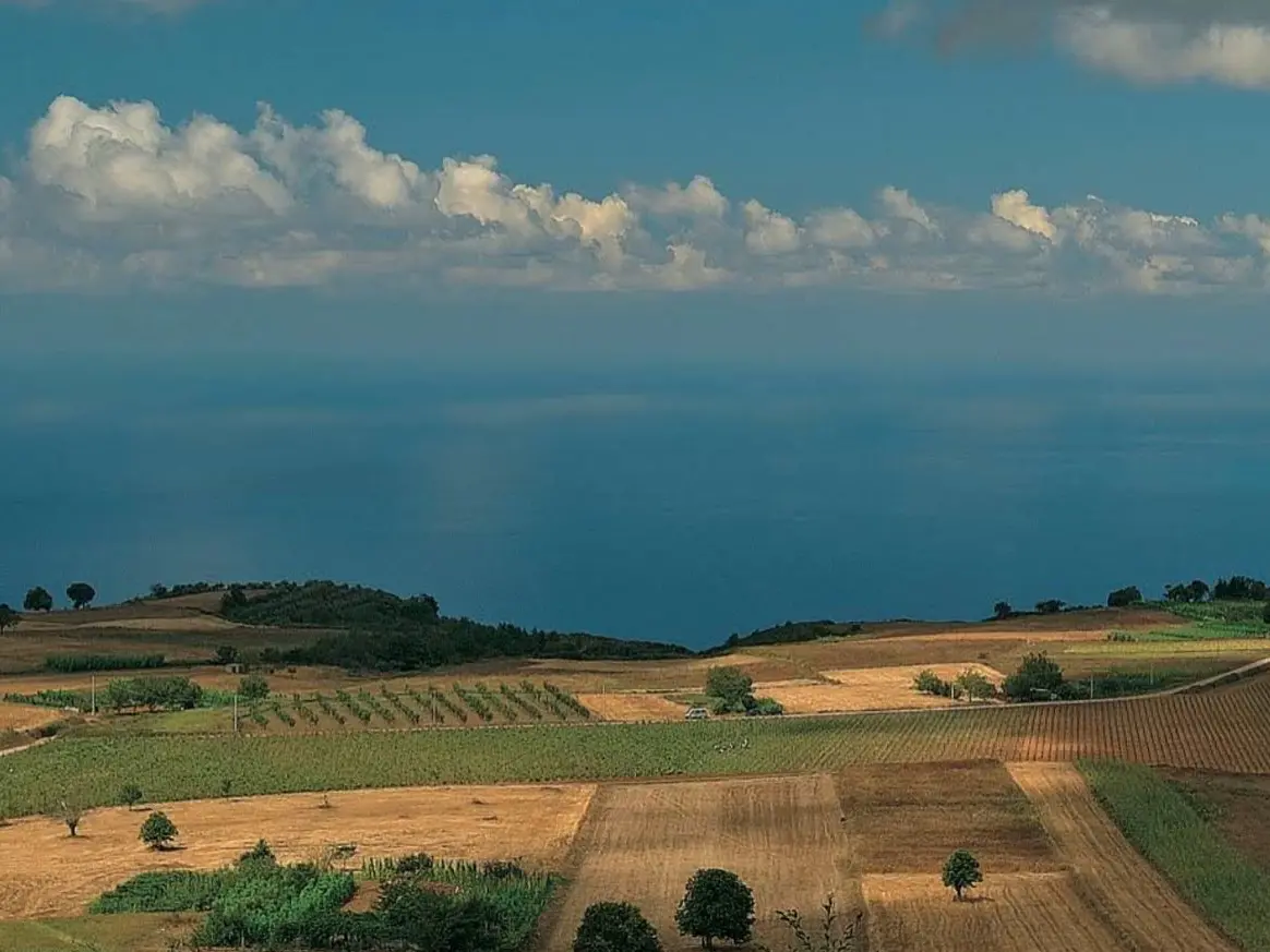 Cantine Odoardi, la precisazione del consorzio Scavigno: «Dissequestrato un terreno, vincolato alle attività consortili»