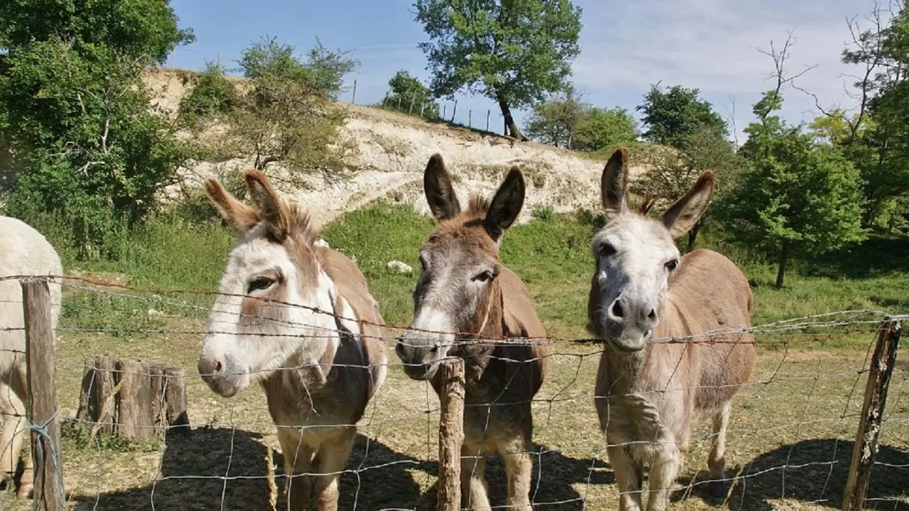 Arriva la Befana, la notte in cui gli animali parlano e le fontane versano olio
