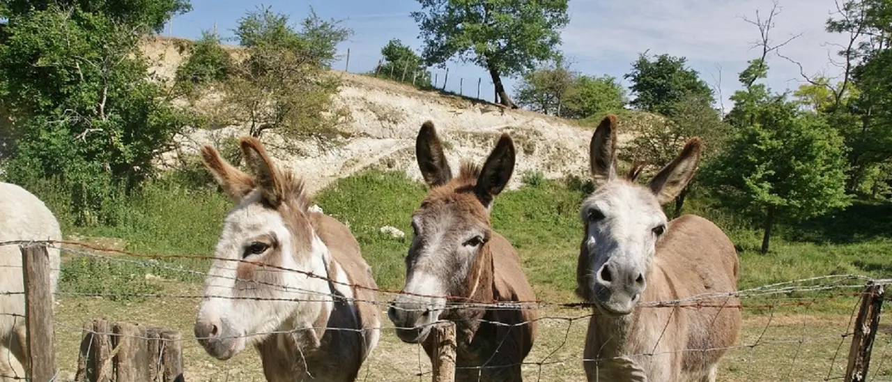 Arriva la Befana, la notte in cui gli animali parlano e le fontane versano olio