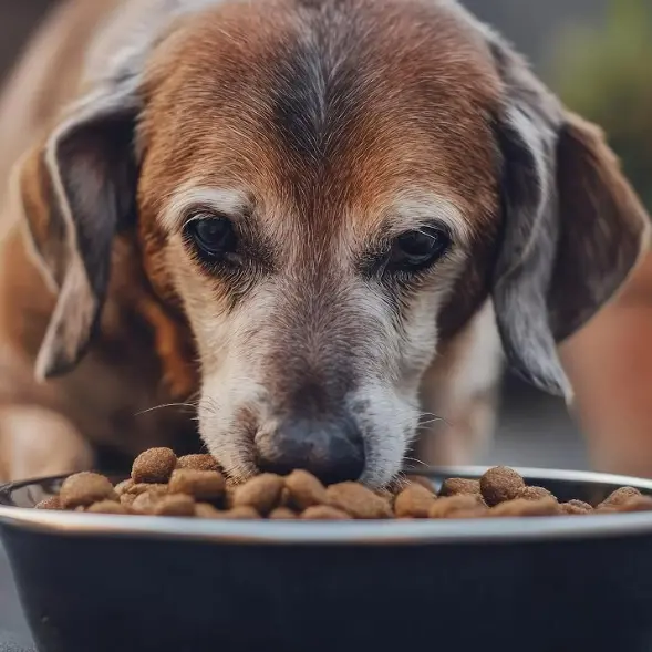 Aggiungi un nonno a tavola: croccantini gratis per un anno per chi adotta un cane o gatto anziano\n