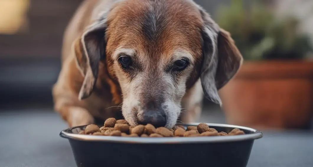 Aggiungi un nonno a tavola: croccantini gratis per un anno per chi adotta un cane o gatto anziano\n