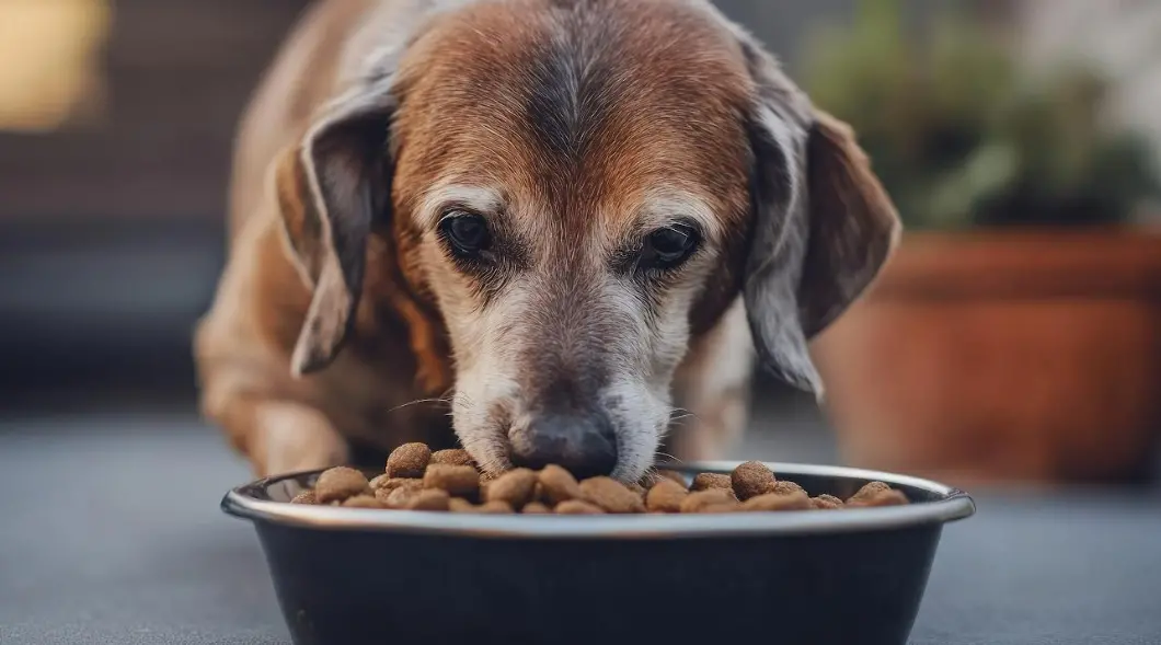 Aggiungi un nonno a tavola: croccantini gratis per un anno per chi adotta un cane o gatto anziano\n