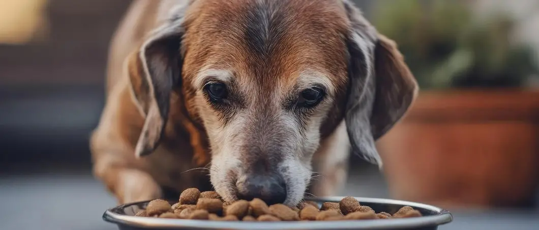 Aggiungi un nonno a tavola: croccantini gratis per un anno per chi adotta un cane o gatto anziano\n
