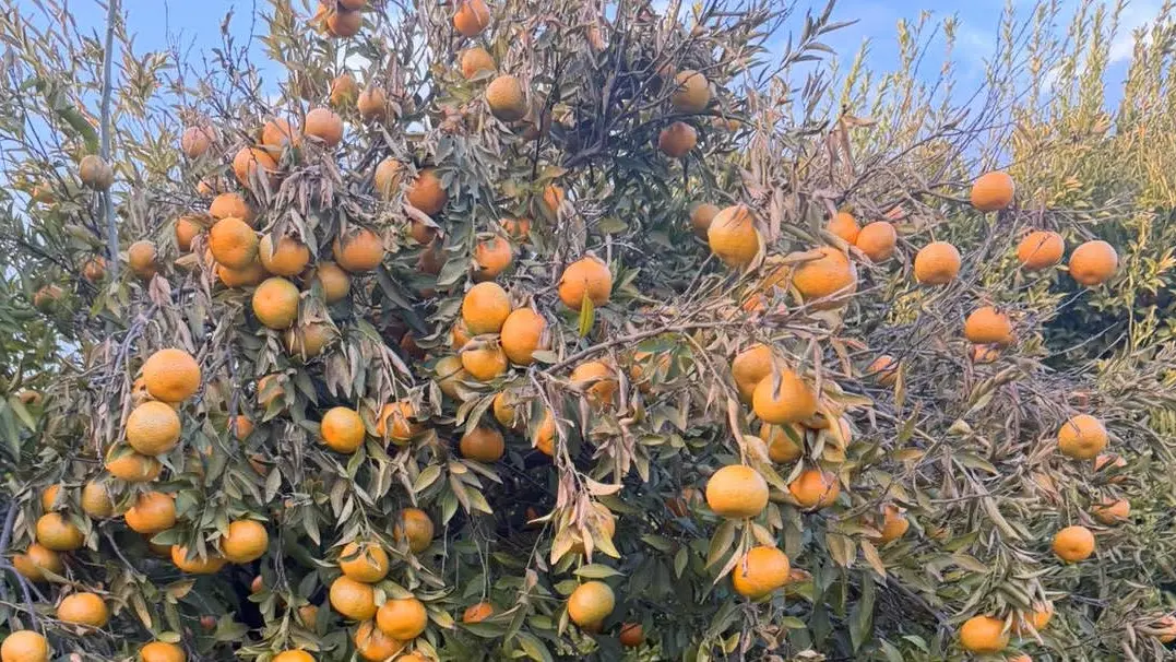 La gelata di Capodanno ha compromesso le coltivazioni di ortaggi e gli agrumeti della Sibaritide