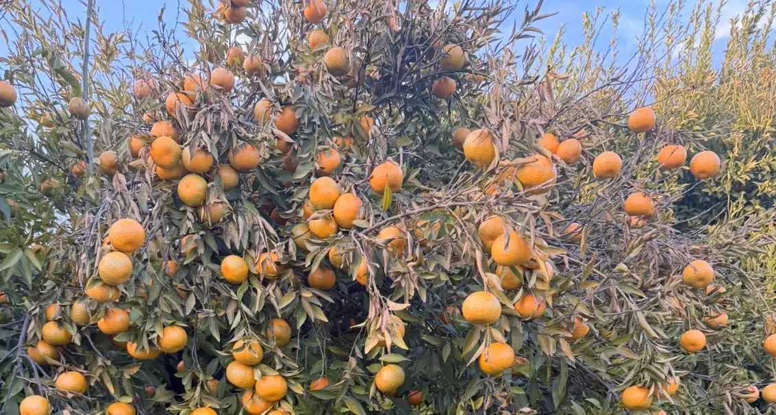 La gelata di Capodanno ha compromesso le coltivazioni di ortaggi e gli agrumeti della Sibaritide