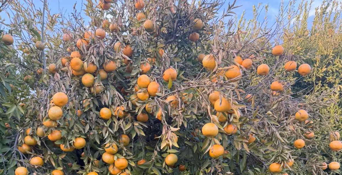 La gelata di Capodanno ha compromesso le coltivazioni di ortaggi e gli agrumeti della Sibaritide