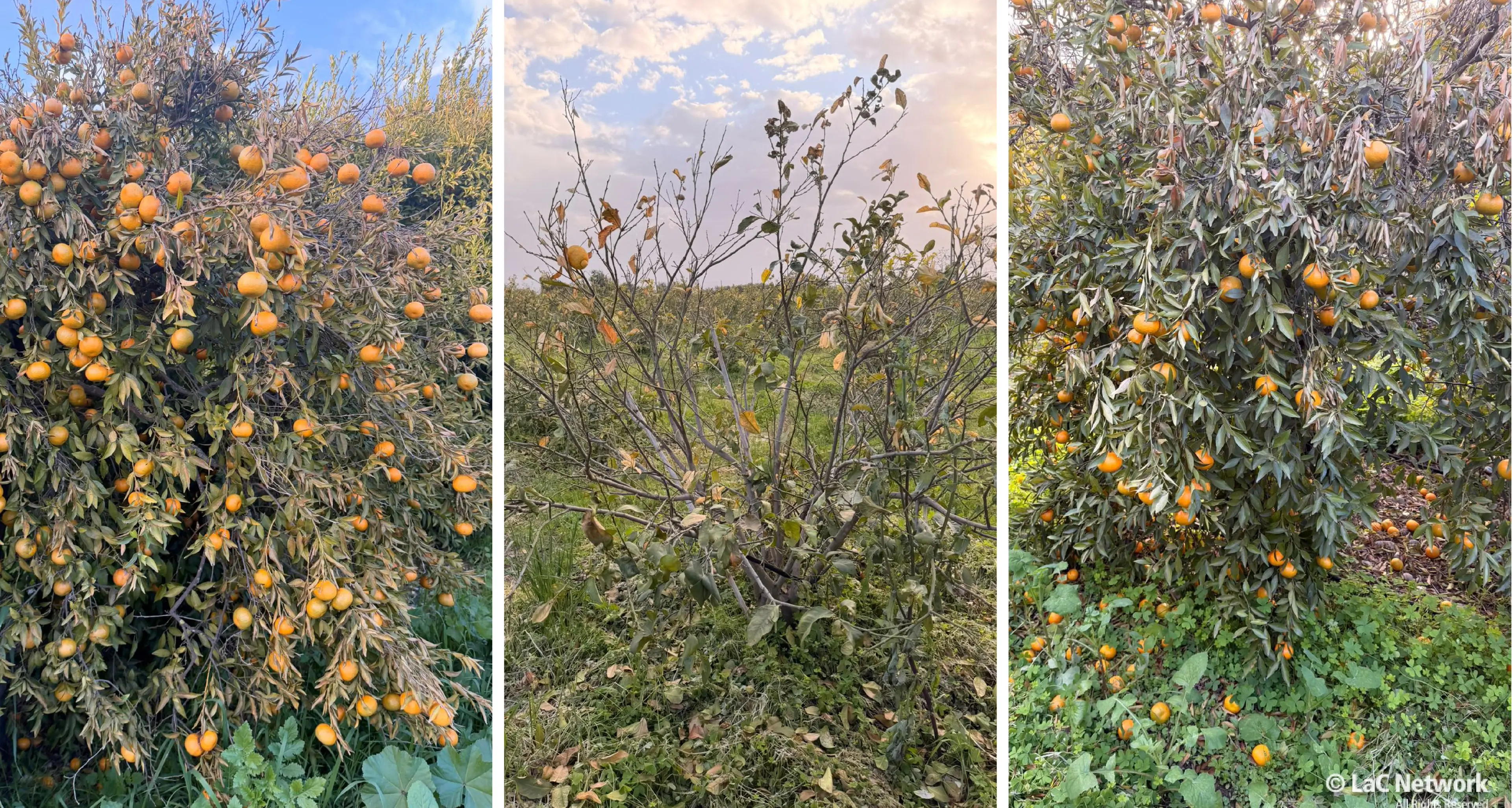 Gelata nella Sibaritide la notte di Capodanno, agrumi e ortaggi distrutti: «A rischio il lavoro di un anno intero»\n