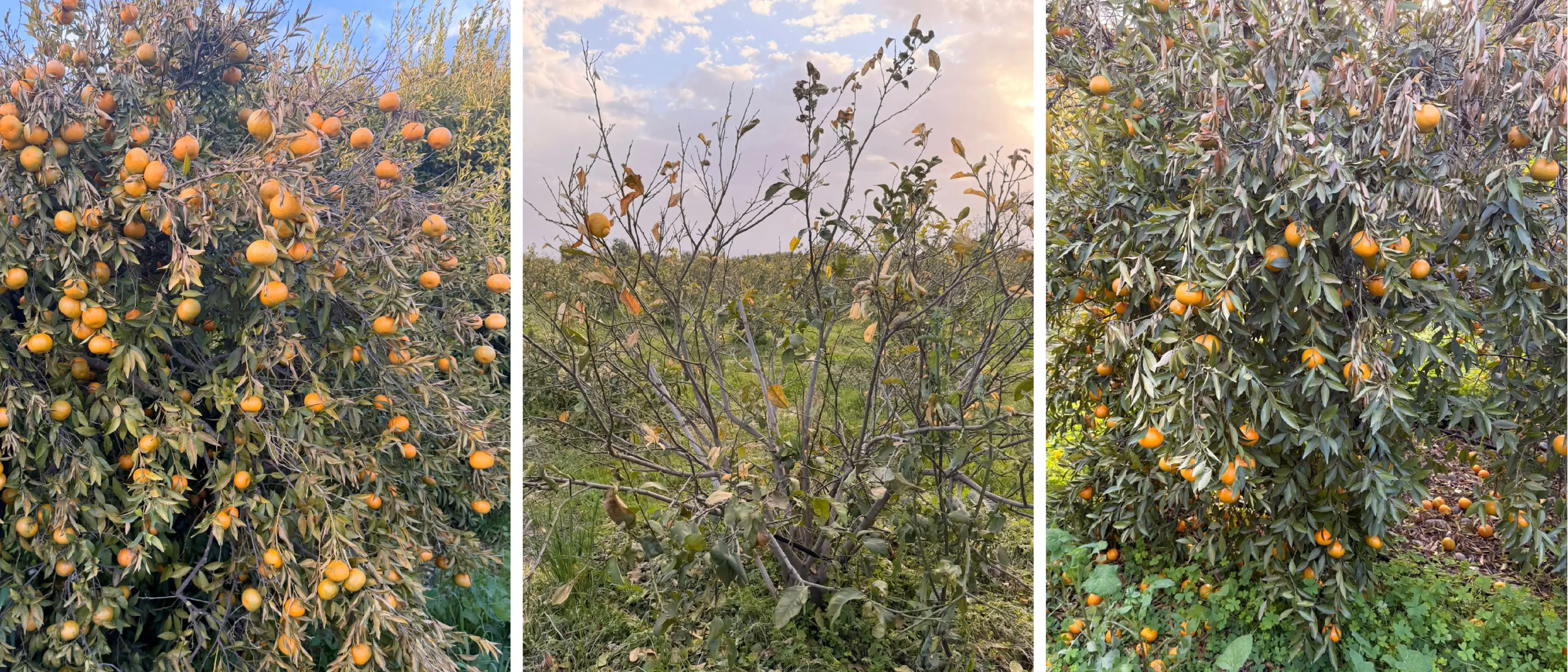 Gelata nella Sibaritide la notte di Capodanno, agrumi e ortaggi distrutti: «A rischio il lavoro di un anno intero»\n