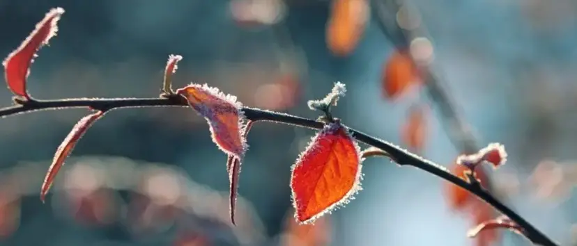 Meteo Cosenza, altra notte fredda in Sila. A Lorica termometro giù fino a 1,5°C\n