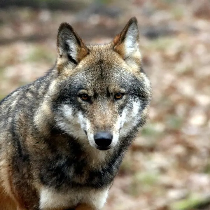 Lupi nei territori del Cosentino, l’allarme degli allevatori: «Persi mille capi in due anni, aziende a rischio»\n