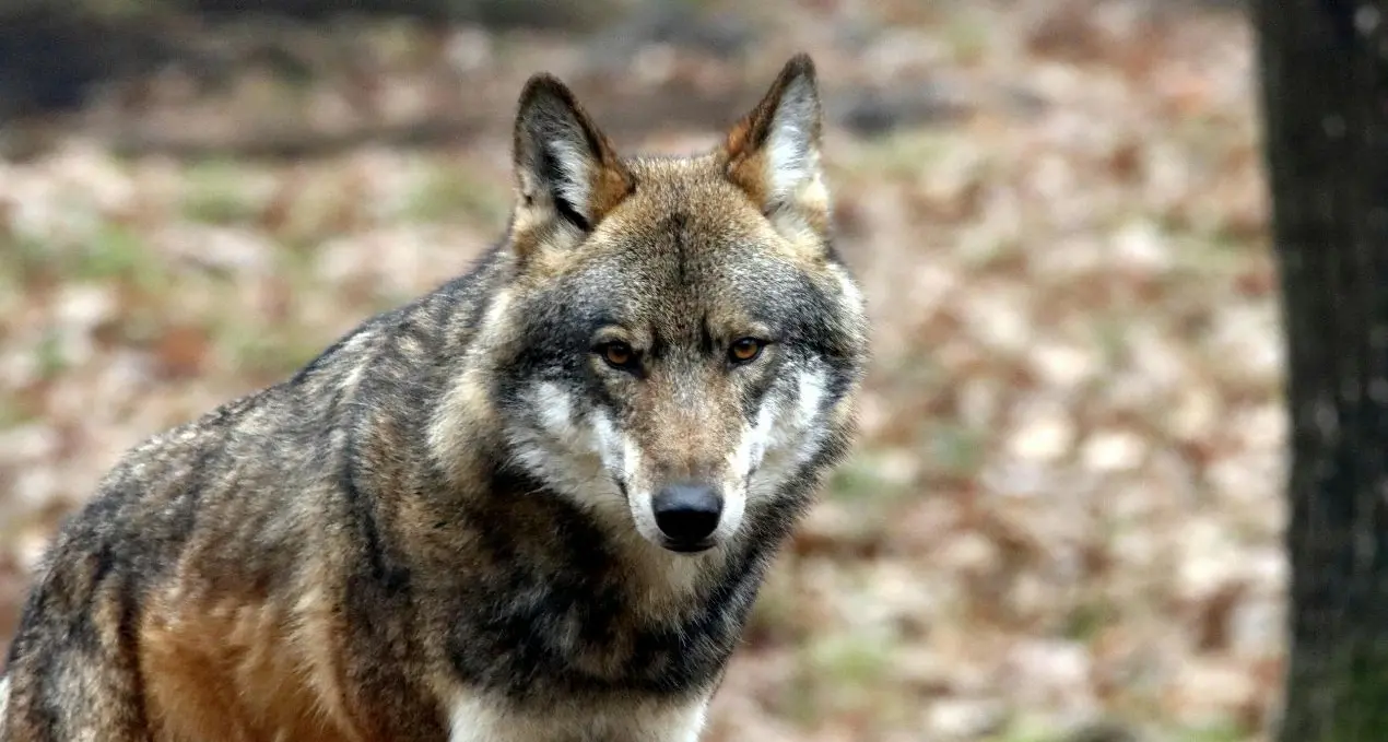 Lupi nei territori del Cosentino, l’allarme degli allevatori: «Persi mille capi in due anni, aziende a rischio»\n