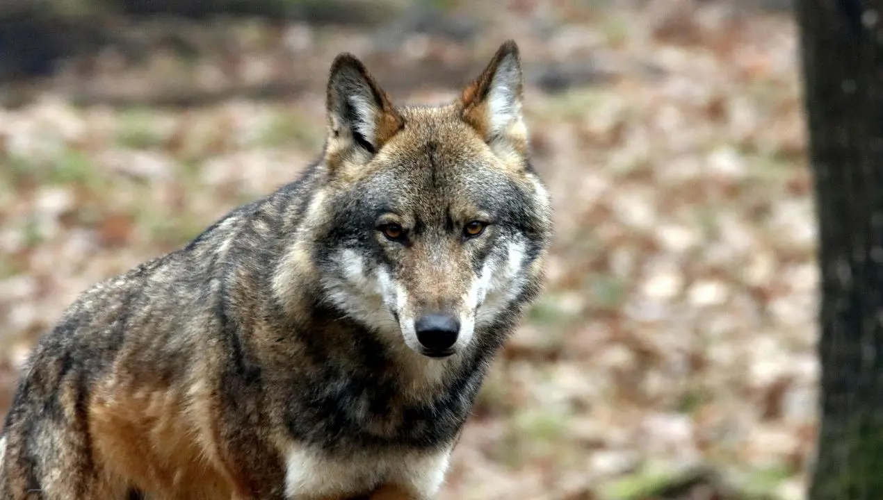 Strage di lupi in Abruzzo, oltre venti esemplari uccisi con bocconi avvelenati\n