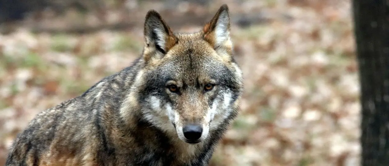 Lupi nei territori del Cosentino, l’allarme degli allevatori: «Persi mille capi in due anni, aziende a rischio»\n