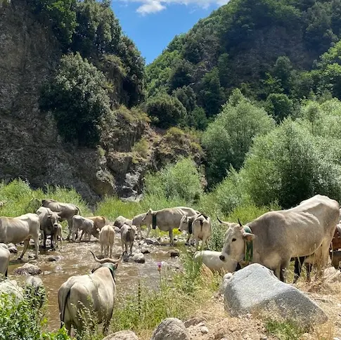 Longobucco, le incursioni di lupi vessano gli allevatori: persi mille capi di bestiame\n