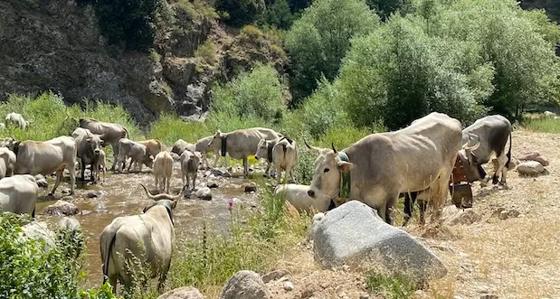 Longobucco, le incursioni di lupi vessano gli allevatori: persi mille capi di bestiame\n