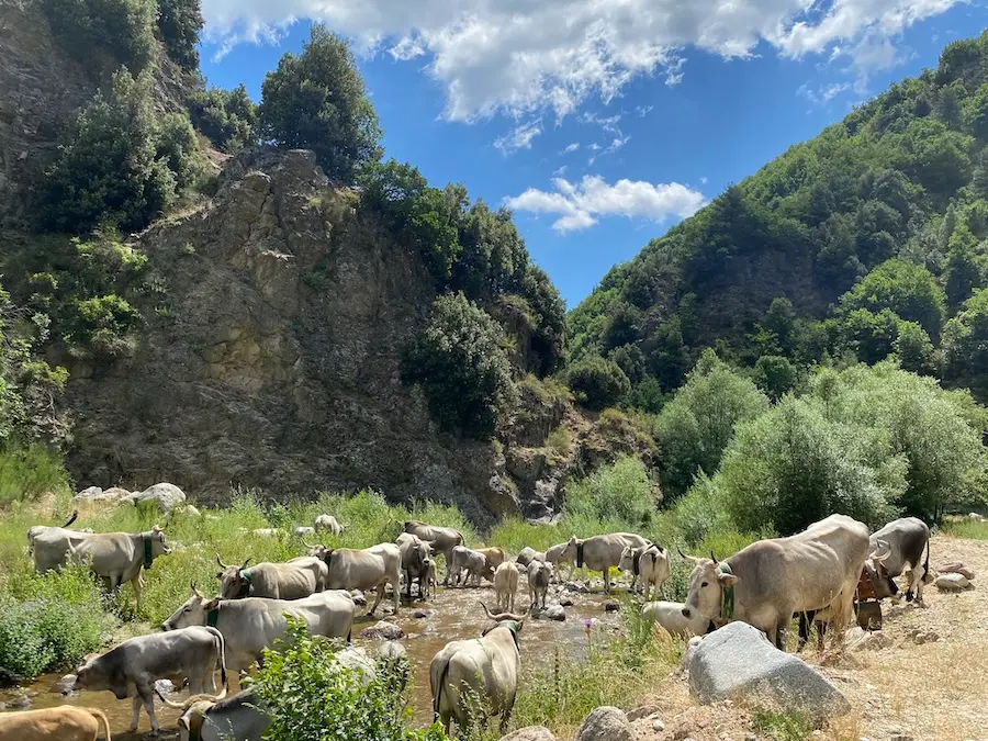 Longobucco, le incursioni di lupi vessano gli allevatori: persi mille capi di bestiame\n