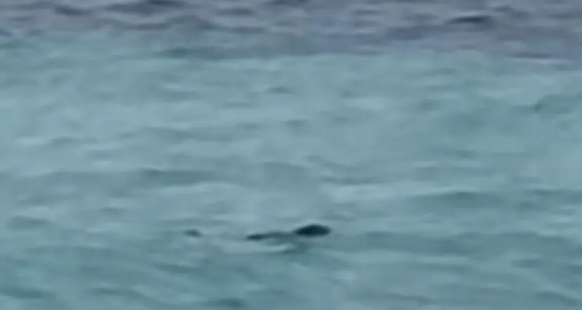 San Lucido, avvistato esemplare di foca monaca