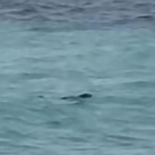Esemplare di foca monaca fa “capolino” nel mare di San Lucido | VIDEO