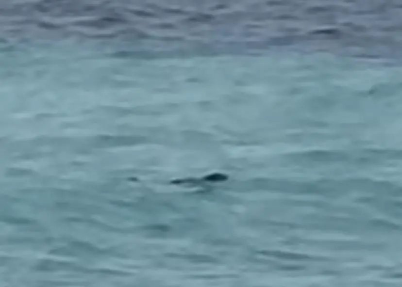 Esemplare di foca monaca fa “capolino” nel mare di San Lucido | VIDEO