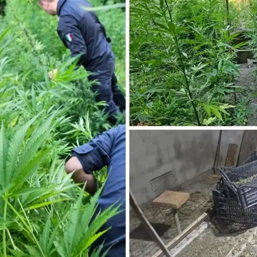 Undicimila piante di marijuana a Triparni, la Cassazione conferma la misura cautelare per l’indagato\n