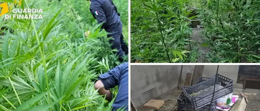 Undicimila piante di marijuana a Triparni, la Cassazione conferma la misura cautelare per l’indagato\n