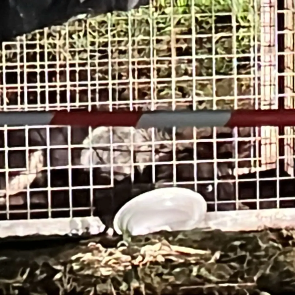 Cosenza, mamma cane e quattro cuccioli in pericolo: recuperati solo in due, scatta la protesta degli animalisti\n