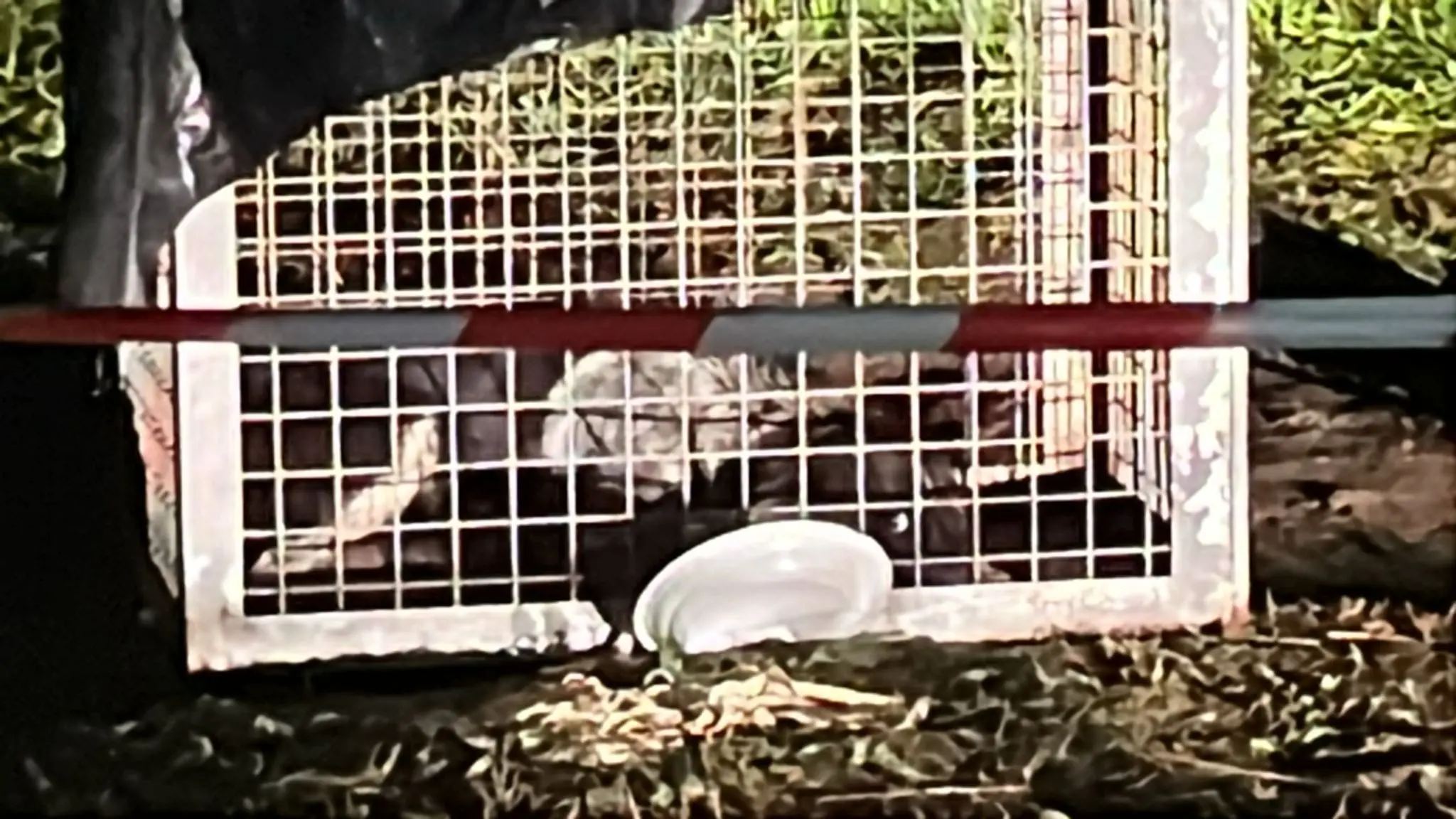 Cosenza, mamma cane e quattro cuccioli in pericolo: recuperati solo in due, scatta la protesta degli animalisti\n