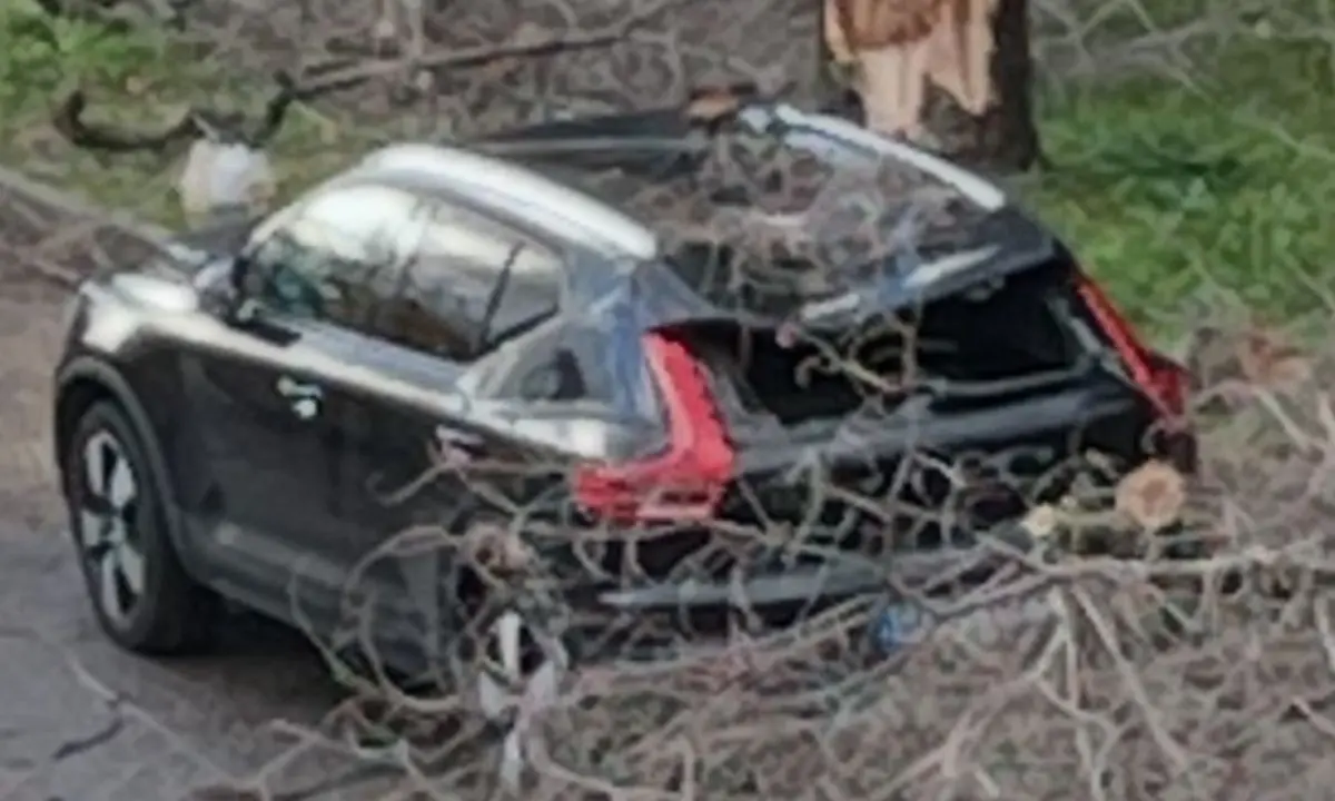 Rende, albero abbattuto dal vento forte distrugge\u00A0auto parcheggiata\n