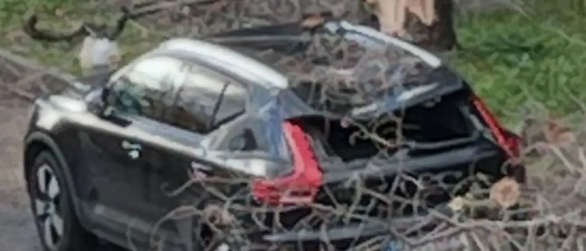 Rende, albero abbattuto dal vento forte distrugge\u00A0auto parcheggiata\n