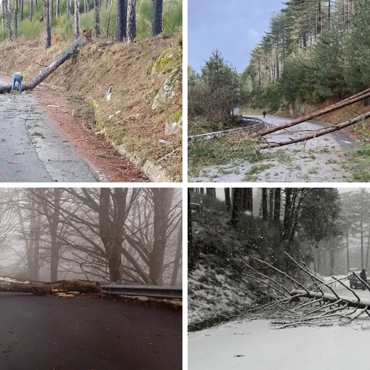 Nardodipace, il sindaco Loielo contro i carabinieri forestali: «Mi hanno impedito tagliare gli alberi pericolosi»\n