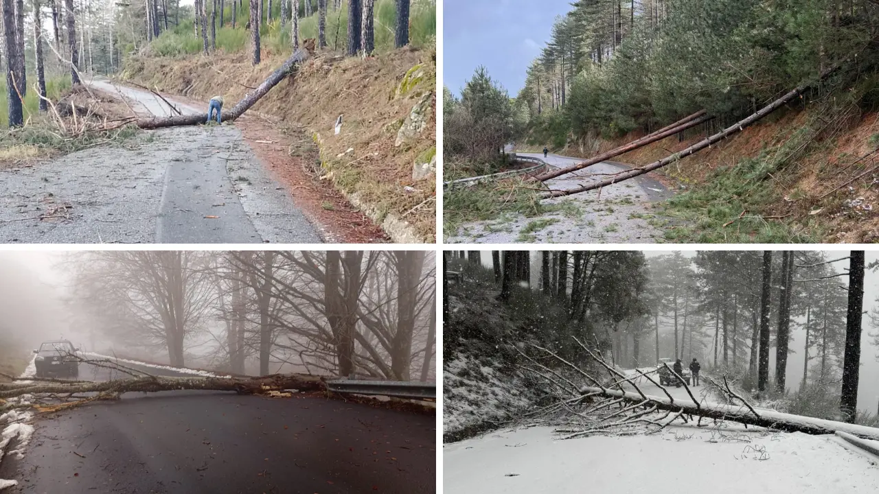 Nardodipace, il sindaco Loielo contro i carabinieri forestali: «Mi hanno impedito tagliare gli alberi pericolosi»\n