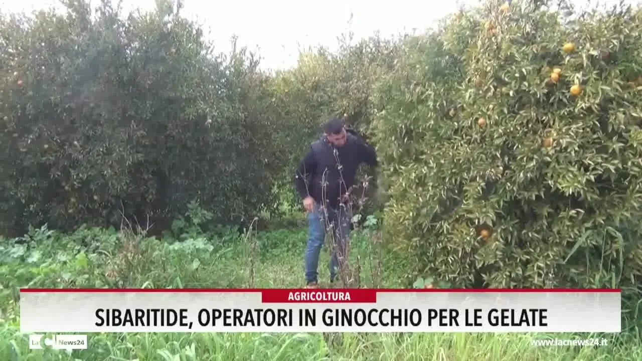 Sibaritide, operatori in ginocchio per le gelate