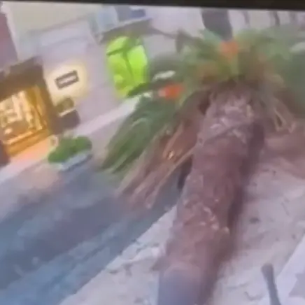 Trani, il crollo\u00A0una palma in pieno centro ripreso da una telecamera: sfiorata la tragedia, auto distrutta e due feriti\u00A0\n