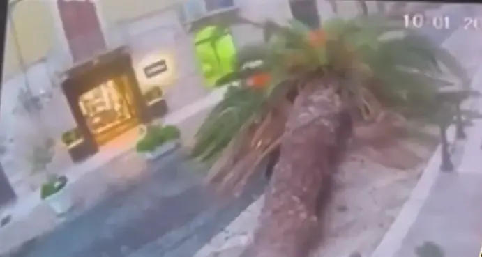 Trani, il crollo\u00A0una palma in pieno centro ripreso da una telecamera: sfiorata la tragedia, auto distrutta e due feriti\u00A0\n