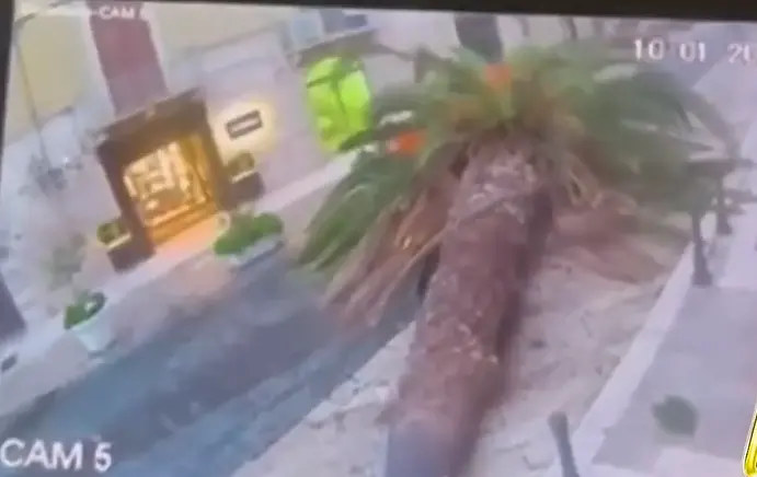 Trani, il crollo\u00A0una palma in pieno centro ripreso da una telecamera: sfiorata la tragedia, auto distrutta e due feriti\u00A0\n