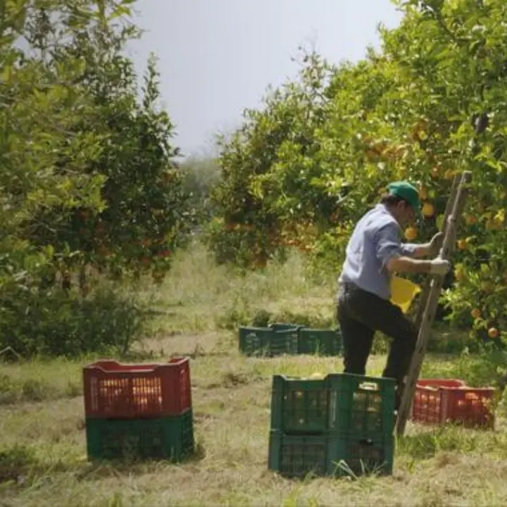 Economia sociale: le cooperative trainano il cambiamento, ma l’impresa calabrese resta a metà strada\n