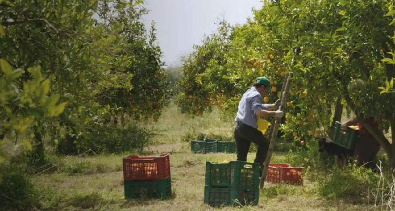 Economia sociale: le cooperative trainano il cambiamento, ma l’impresa calabrese resta a metà strada\n