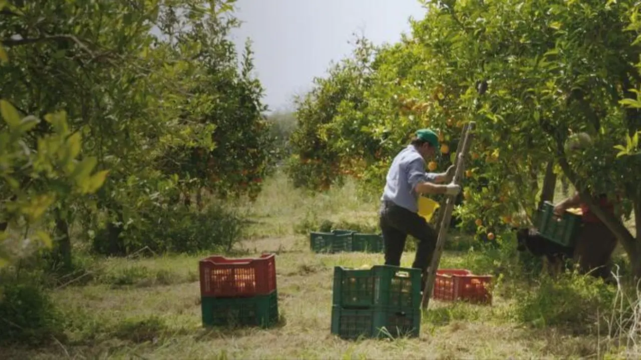 Economia sociale: le cooperative trainano il cambiamento, ma l’impresa calabrese resta a metà strada\n