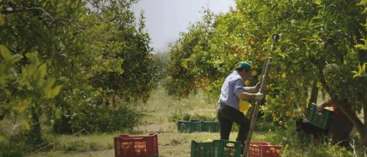Economia sociale: le cooperative trainano il cambiamento, ma l’impresa calabrese resta a metà strada\n