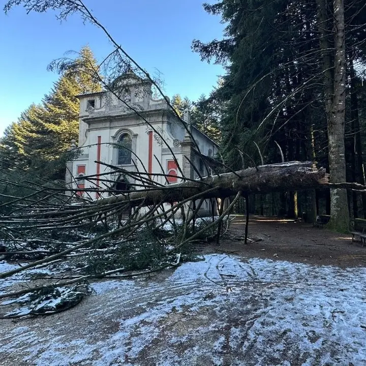 Tempesta di vento a Serra, albero secolare cade accanto al Dormitorio di San Bruno\u00A0\n