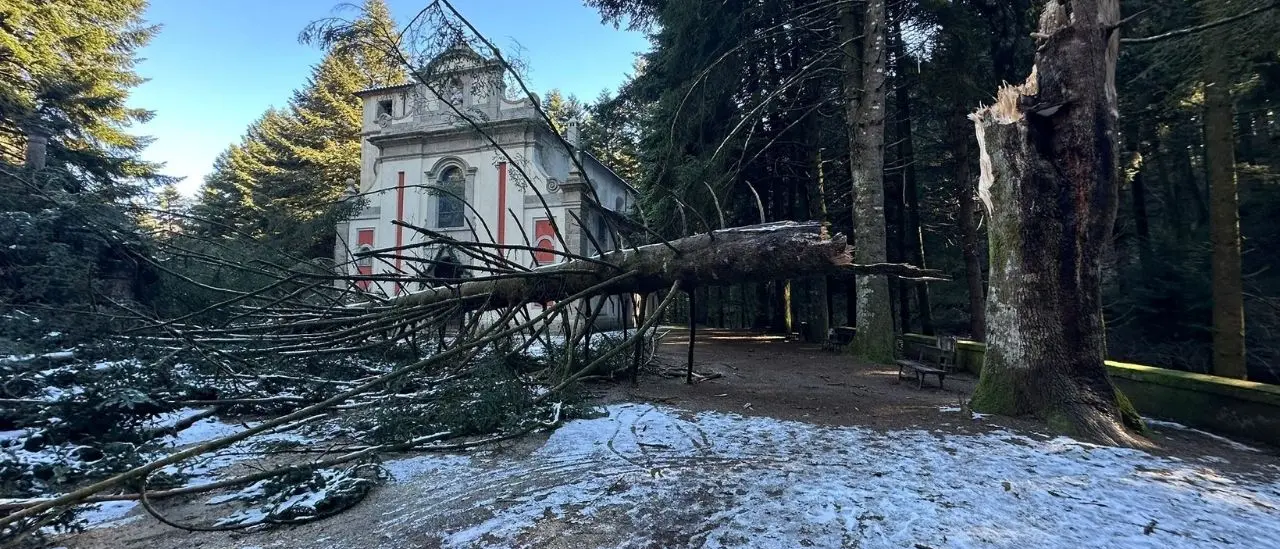 Tempesta di vento a Serra, albero secolare cade accanto al Dormitorio di San Bruno\u00A0\n