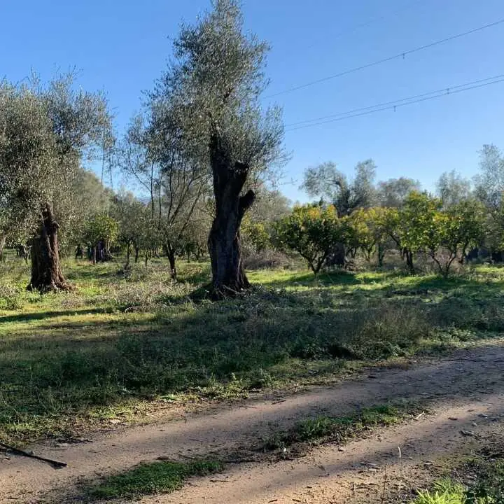 Furto di agrumi a Rosarno, Coldiretti Calabria condanna l’atto e manifesta solidarietà all’azienda Tenuta Badia ancora una volta sotto tiro\n