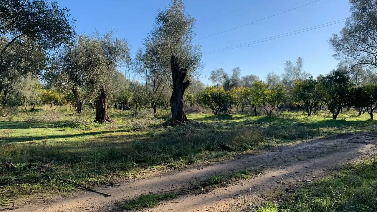 Furto di agrumi a Rosarno, Coldiretti Calabria condanna l’atto e manifesta solidarietà all’azienda Tenuta Badia ancora una volta sotto tiro\n
