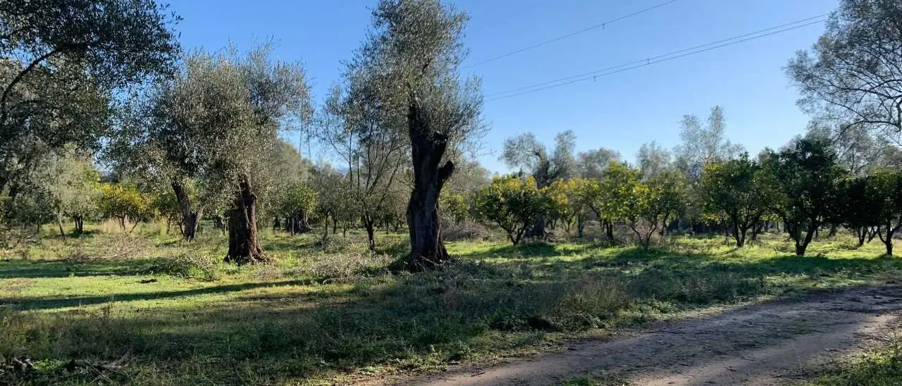 Furto di agrumi a Rosarno, Coldiretti Calabria condanna l’atto e manifesta solidarietà all’azienda Tenuta Badia ancora una volta sotto tiro\n