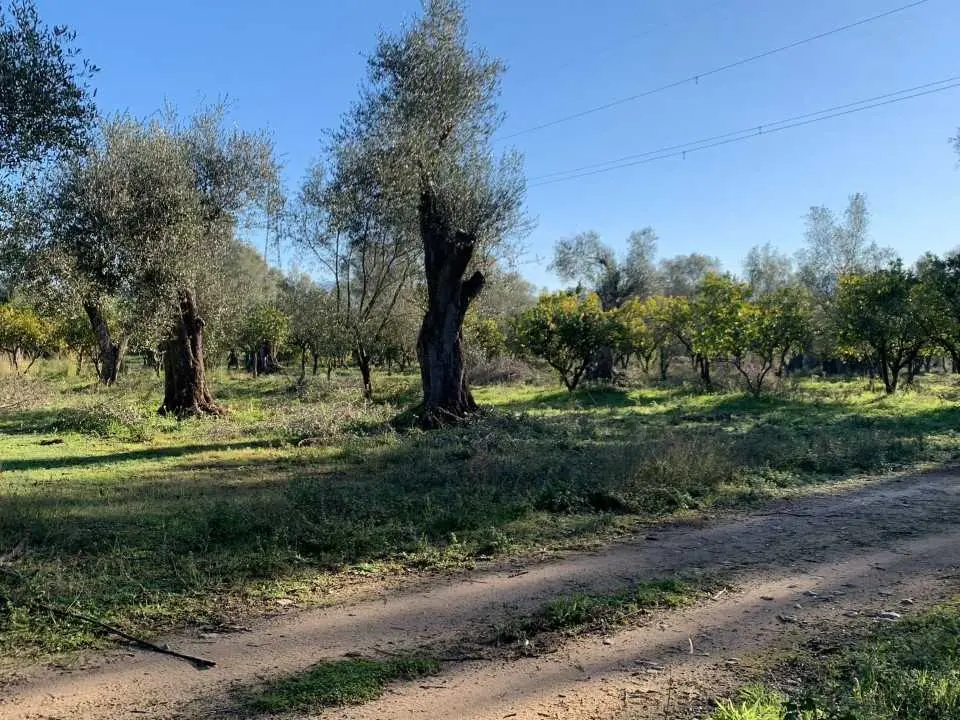Furto di agrumi a Rosarno, Coldiretti Calabria condanna l’atto e manifesta solidarietà all’azienda Tenuta Badia ancora una volta sotto tiro
